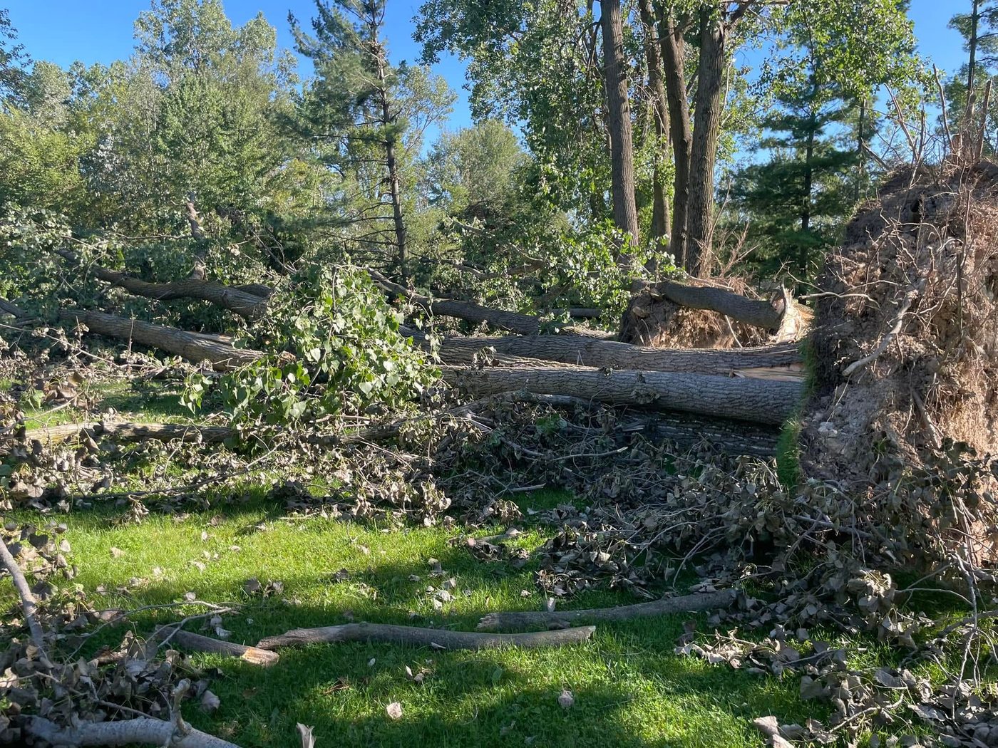 Large fallen trees with exposed root balls in a yard