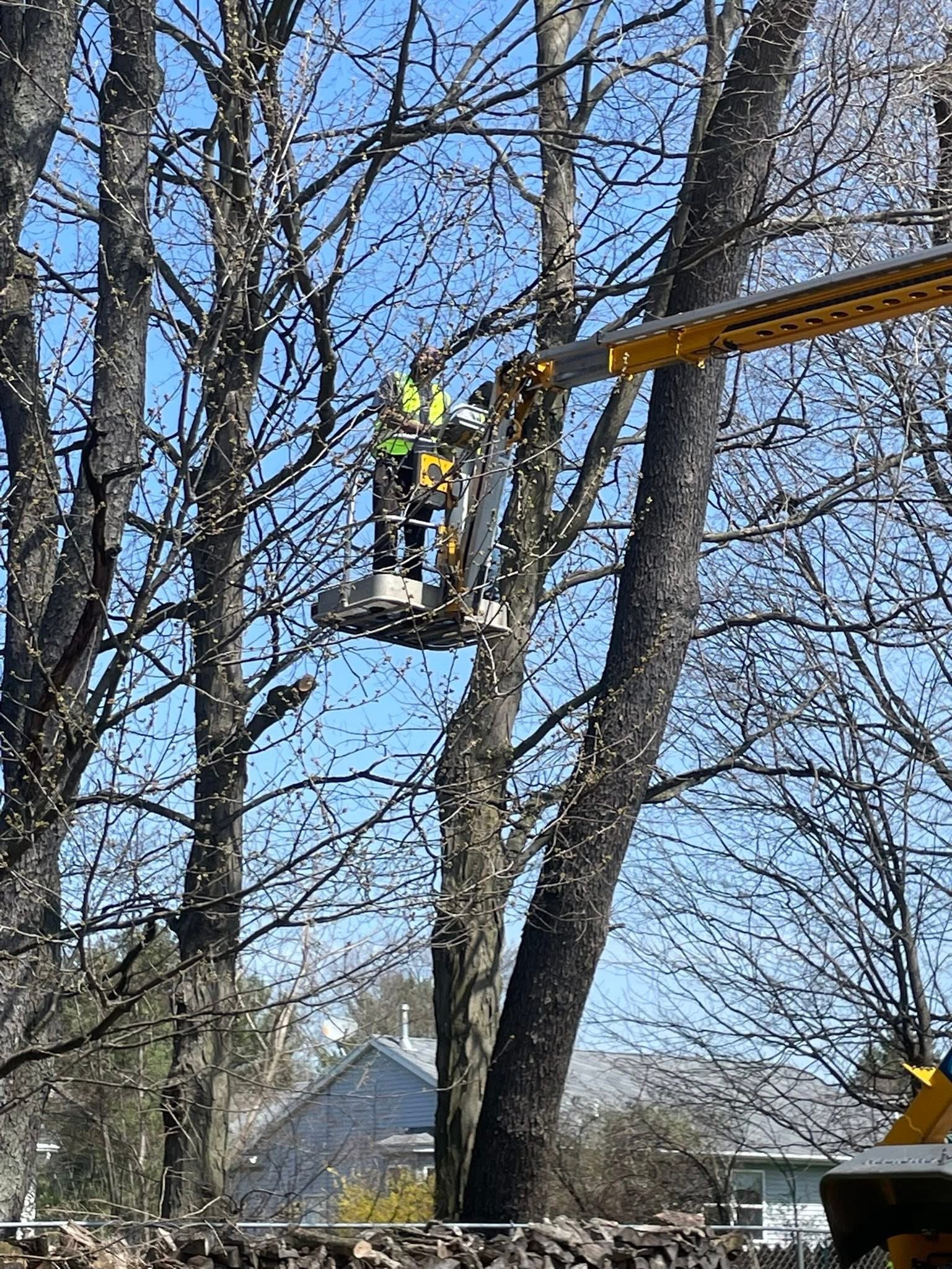 Fred and Sons Hauling crew member working from a bucket lift high in a tall tree